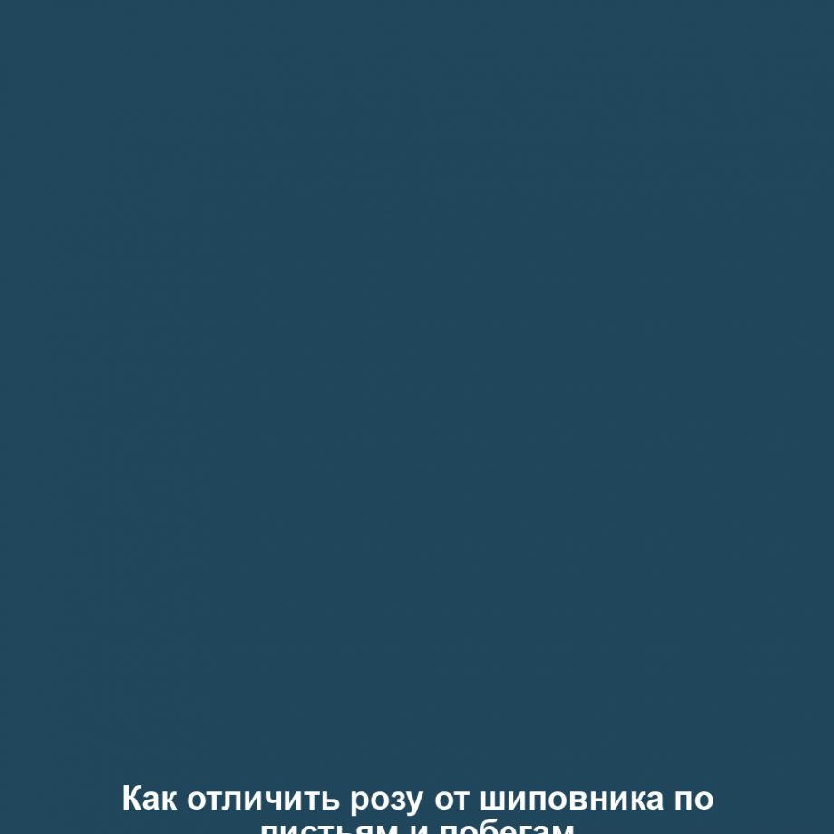 Как отличить розу от шиповника по листьям и побегам