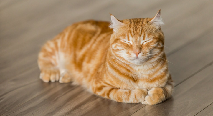 Мифы и правда о котах!