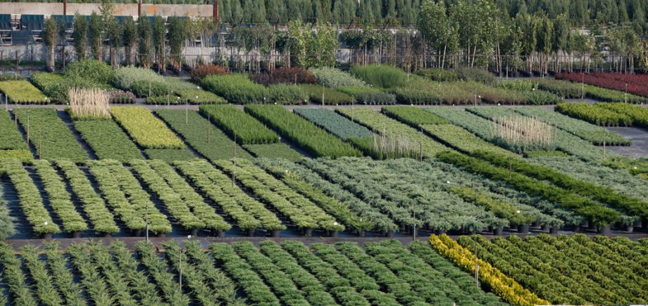 Саджанці купити в Україні: Ваш путівник до саду мрії